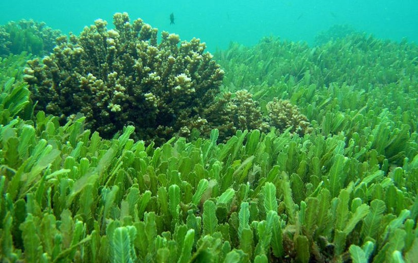 spiruline